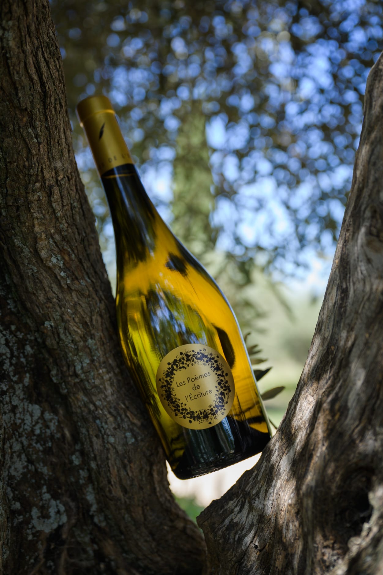 Bouteille de 'Les Poèmes' vin blanc du Mas de l'Écriture, artistiquement placée dans un arbre, baignée par la lumière du soleil. Cette image capture l'essence de la fraîcheur et de l'élégance des vins blancs produits sur les riches terroirs des Terrasses du Larzac, Languedoc.