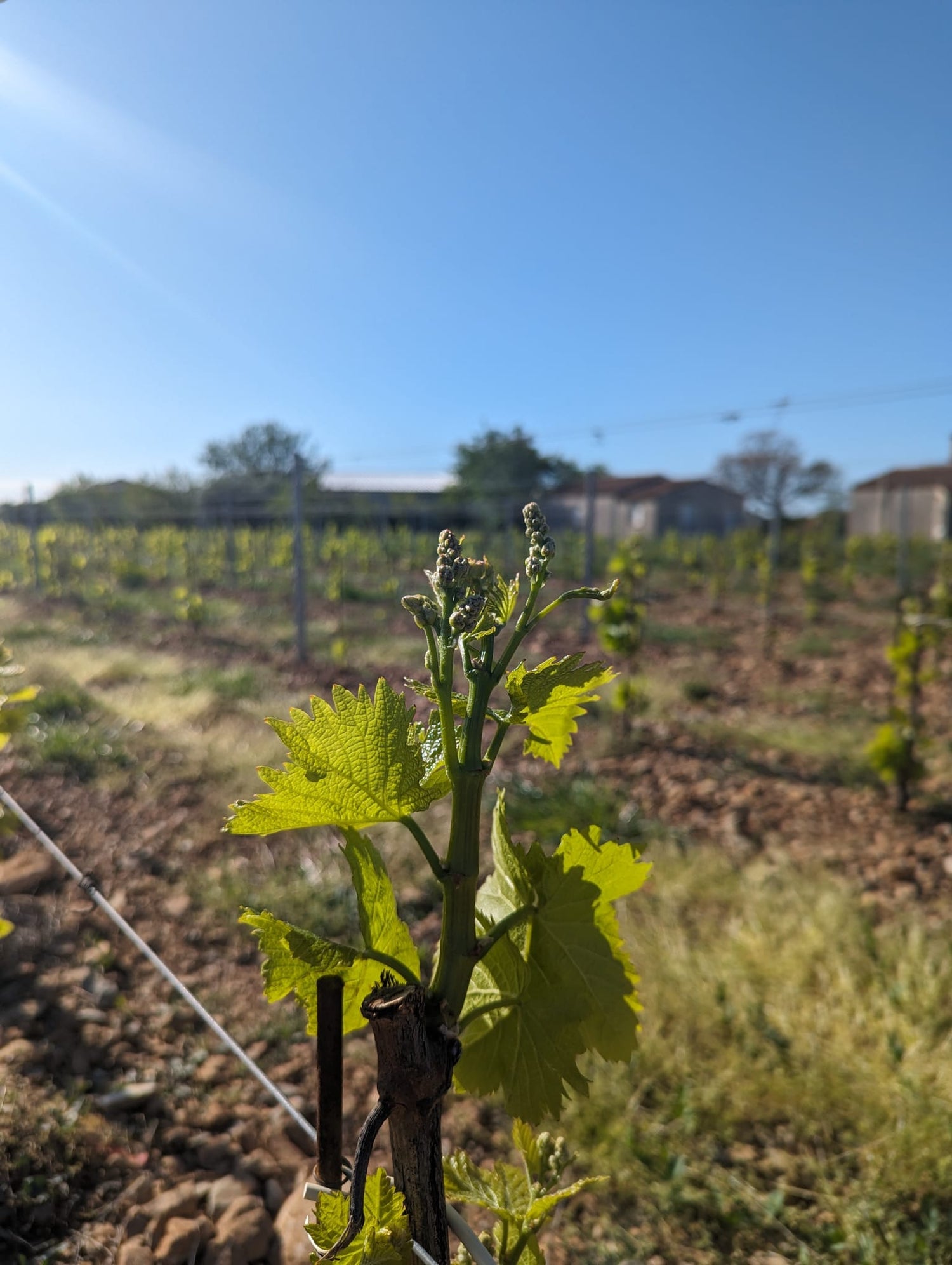 Bourgeon de vigne émergeant au printemps au Mas de l'Écriture, symbole de renouveau et de potentiel des vignes biodynamiques des Terrasses du Larzac, Languedoc.