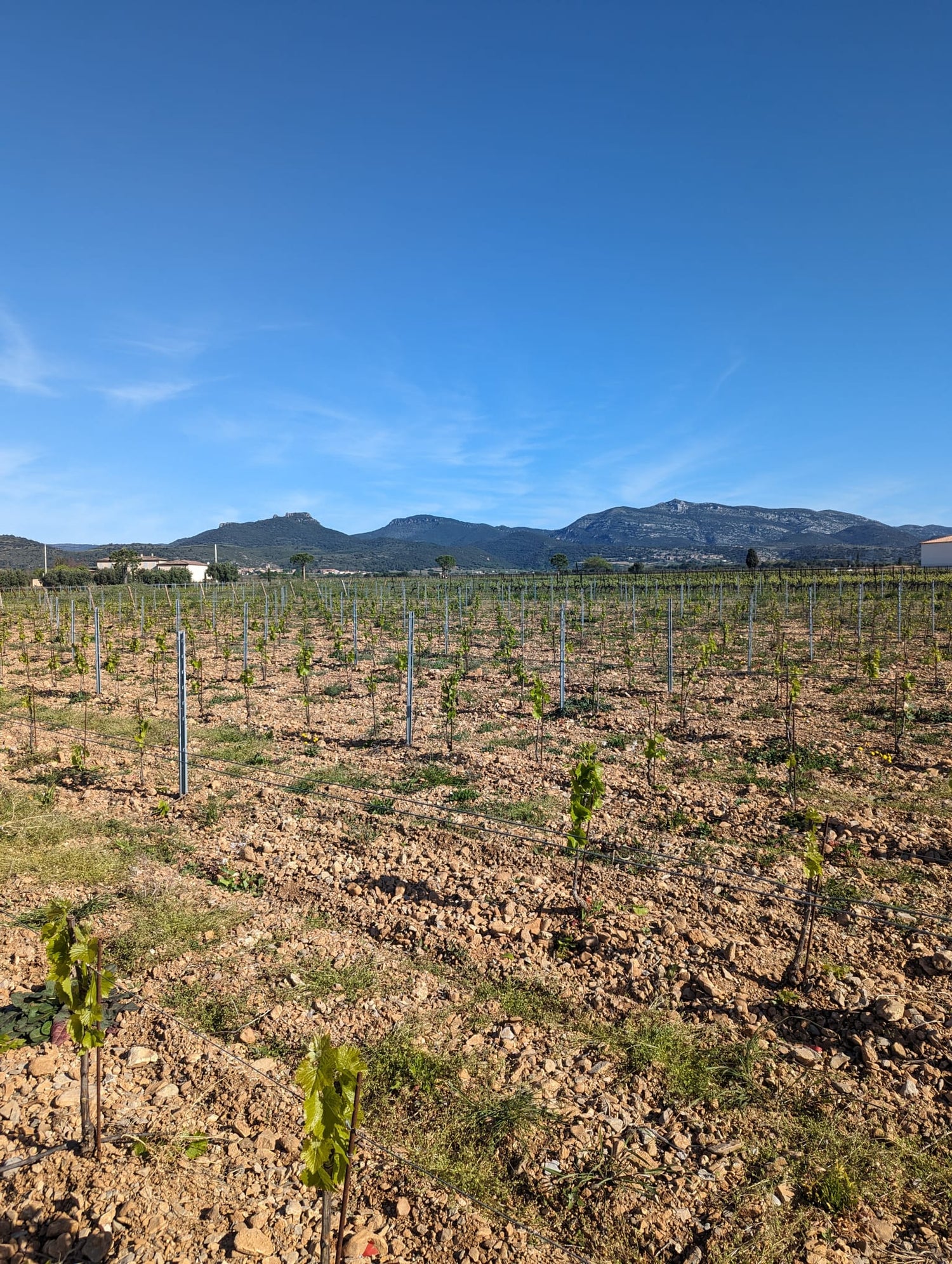 Vignes luxuriantes du Mas de l'Écriture s'étendant devant le majestueux Mont Saint Baudille. Cette image pittoresque illustre le lien profond entre le terroir unique des Terrasses du Larzac et la qualité exceptionnelle des vins produits, reflétant l'harmonie entre la nature et la viticulture.